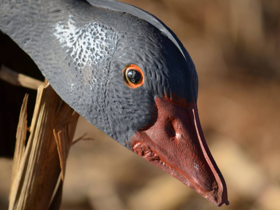 Spur Wing Goose Hunting Decoy.jpg